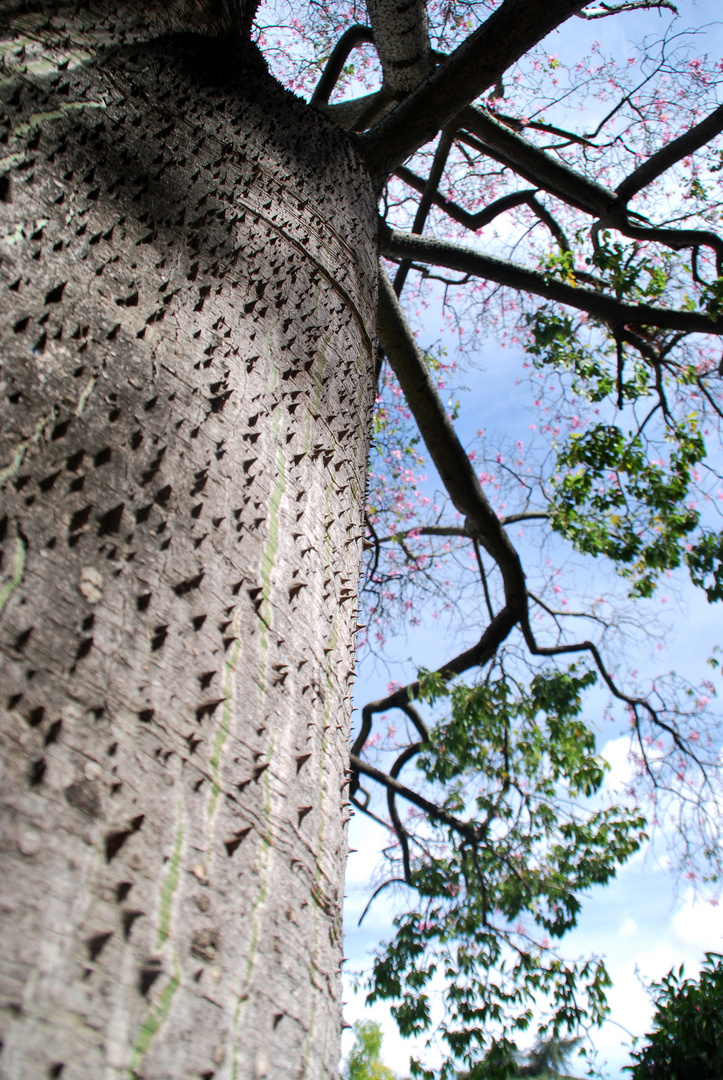 Was für ein Baum!