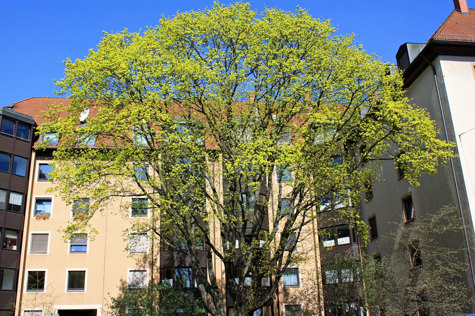 was für ein Baum