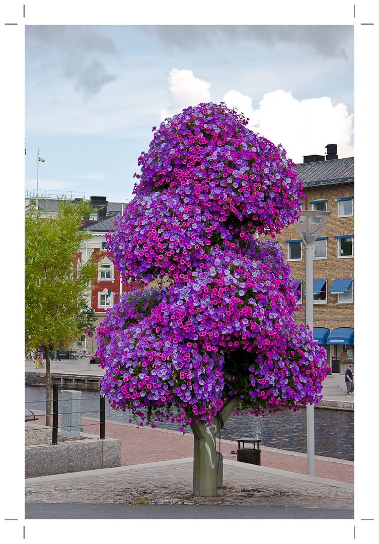 was für ein Baum !!!