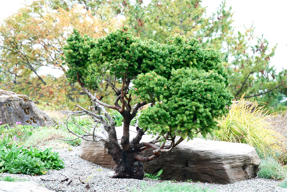 Was für ein Baum