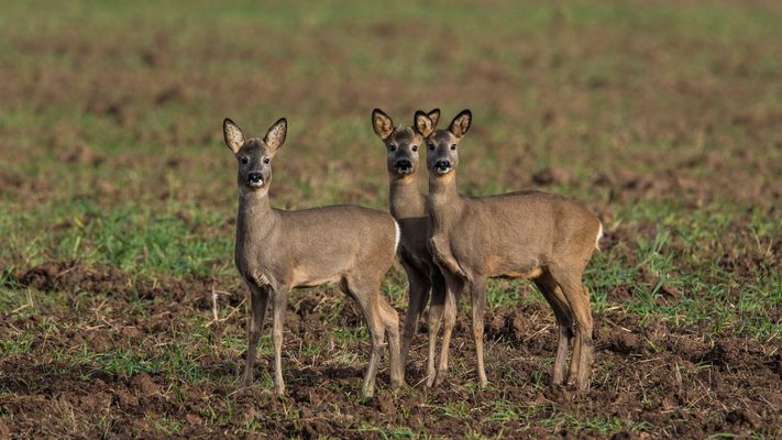 " Was für ein Beifang "