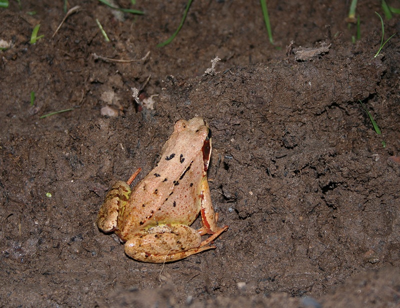 Was für ein Frosch / Gröte ist das ??