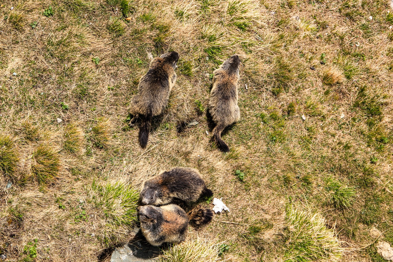 Was für ein Ge-Murmel