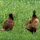 Was für ein Getöse - Doku des Jagdfasans