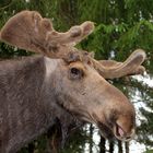 Was für ein Gigant