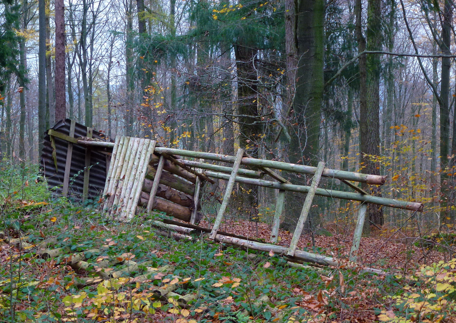 -Was für ein Glück...fürs Wild-