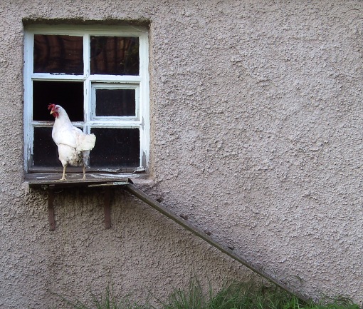 Was für ein glückliches Huhn