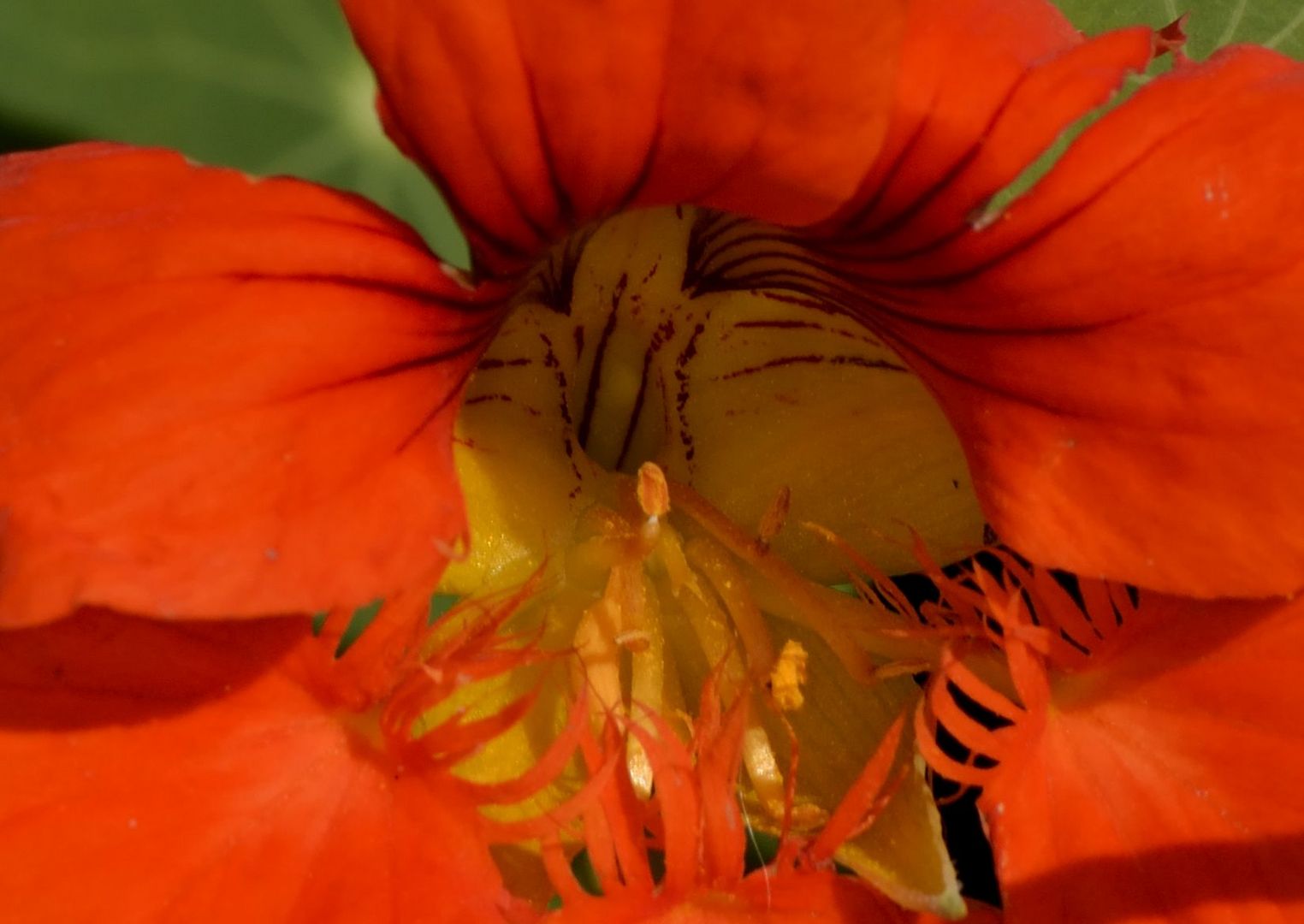 Was für ein hübsches Blümchen......