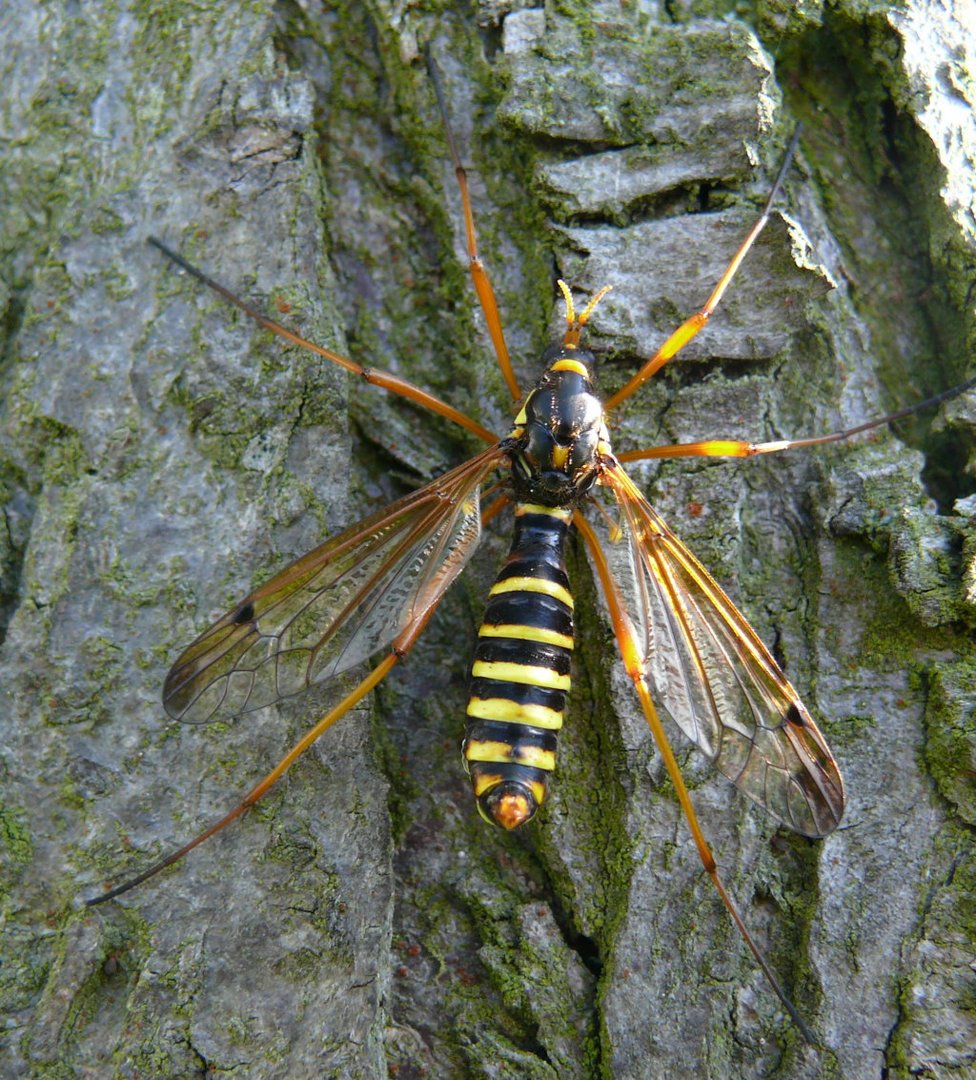 Was für ein Insekt ist das? Foto & Bild tiere, wildlife, insekten Bilder auf Was für ein Insekt ist das? Foto & Bild tiere, wildlife, insekten Bilder auf