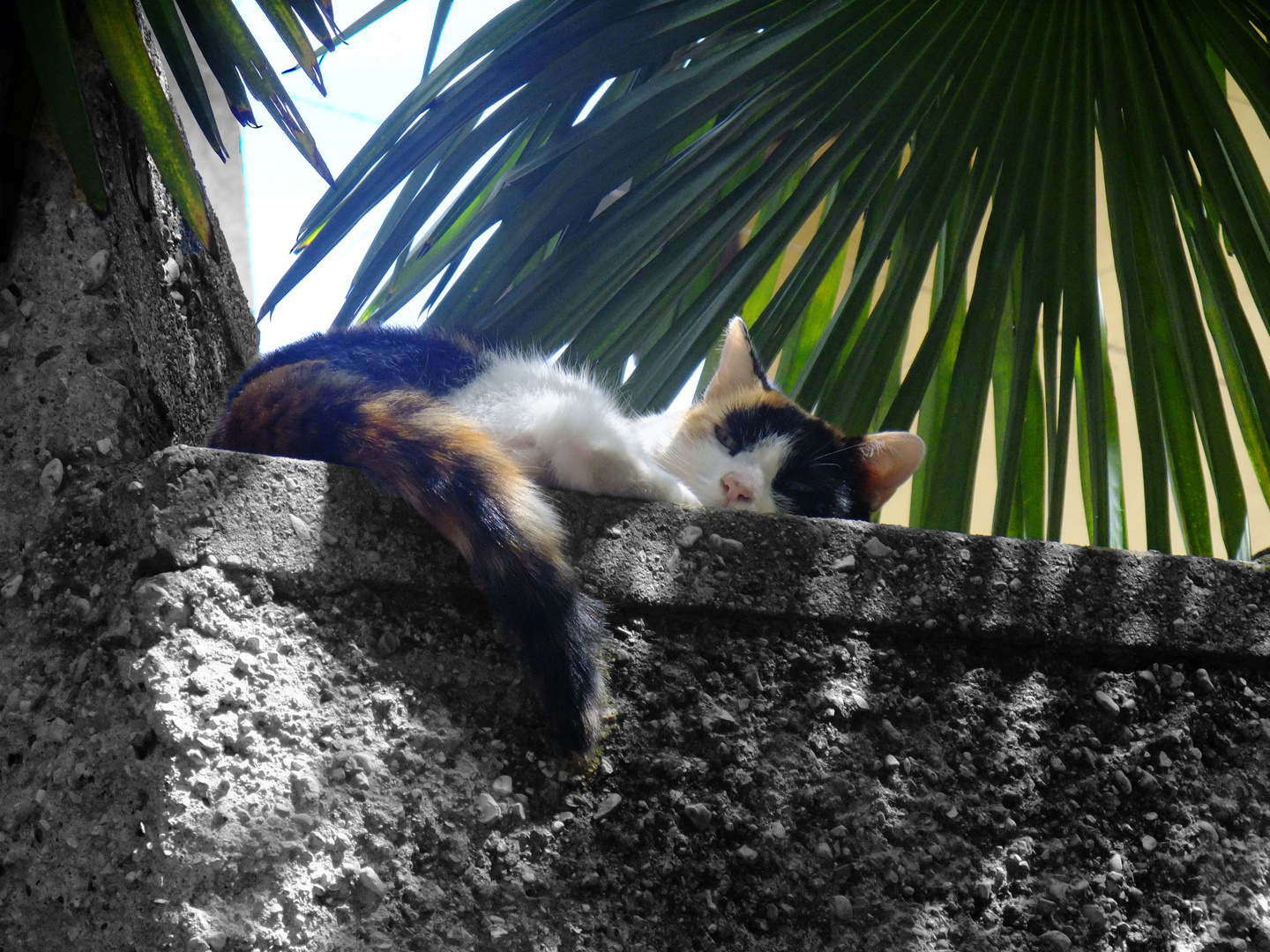 Was für ein Katzenleben