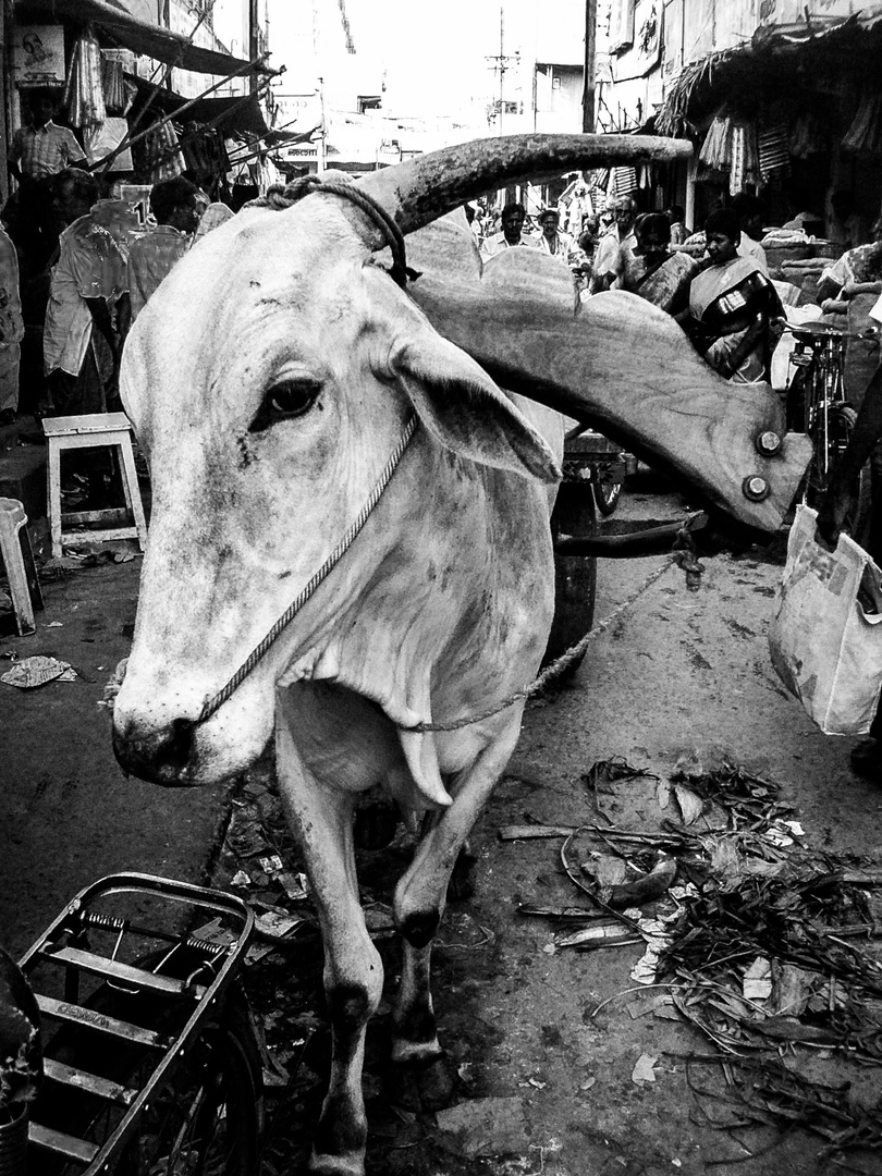 Was für ein Kopf! Tiruvannamalai, Tamil Nadu, Indien