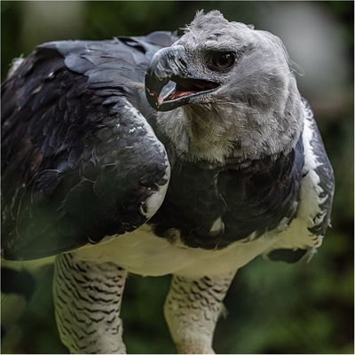 Was für ein Kraftpaket - die Harpyie