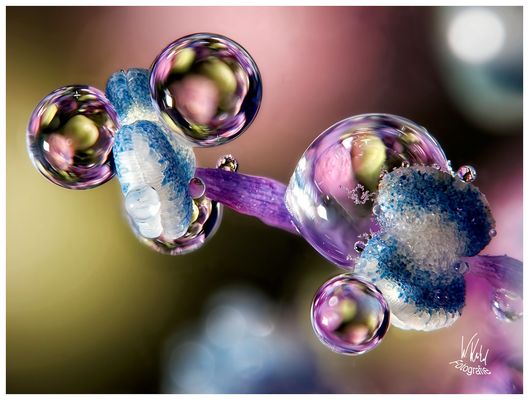 Was für ein merkwürdiges Tier?