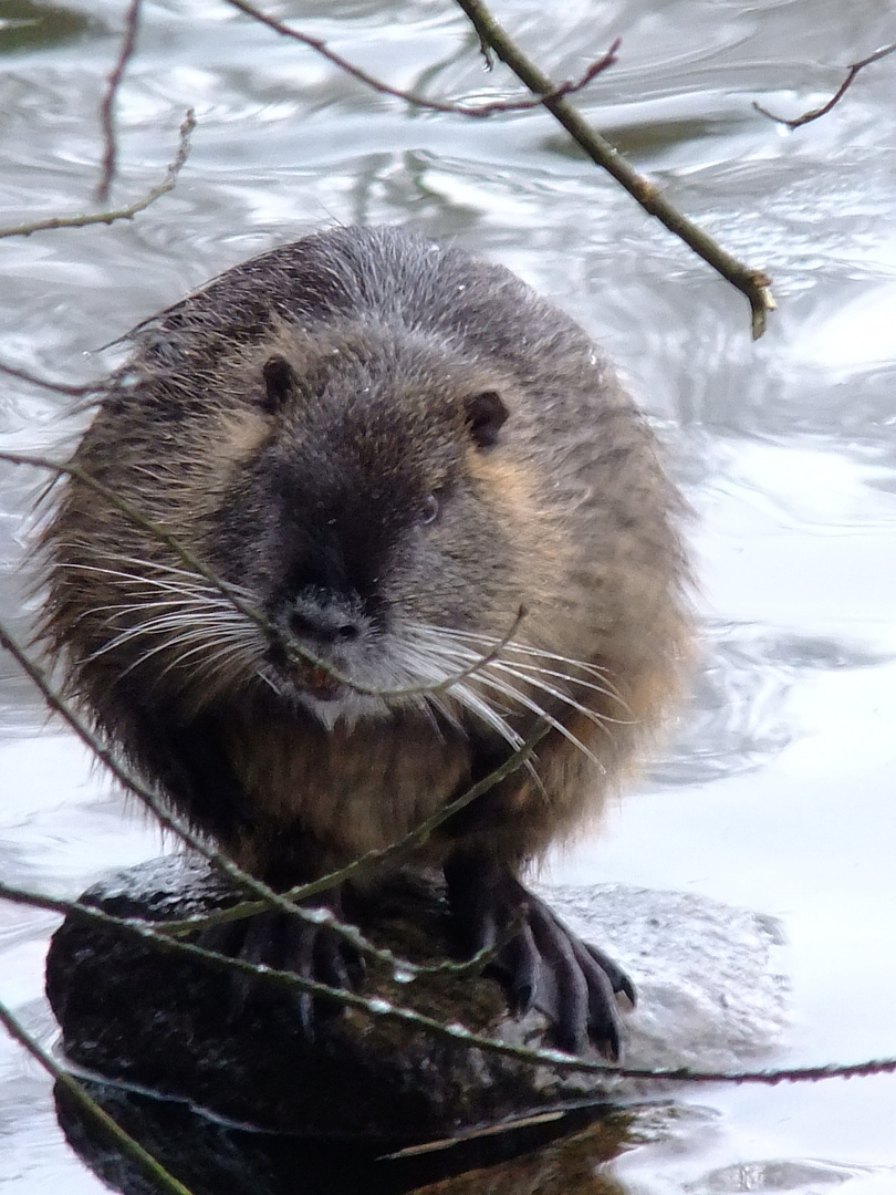 ...was fuer ein Moppel Nutria