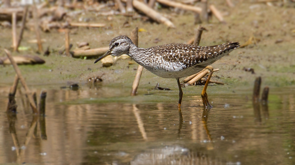 Was für ein Name - BRUCHWASSERLÄUFER