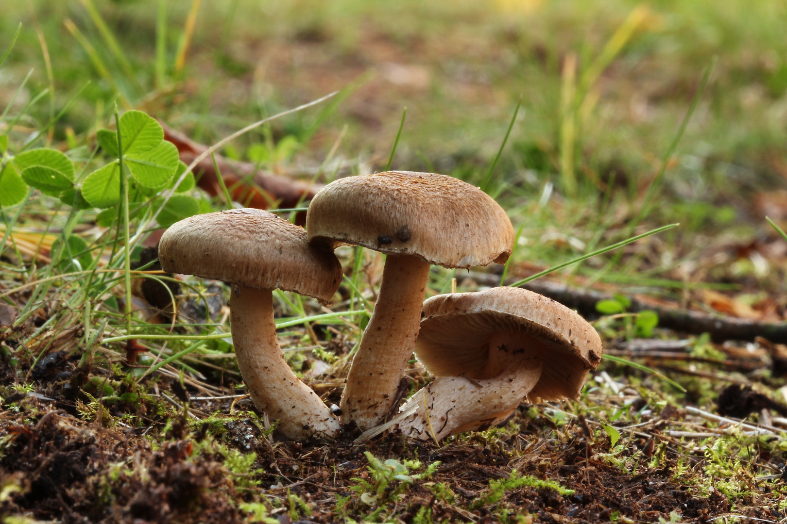 Was für ein Pilz ?