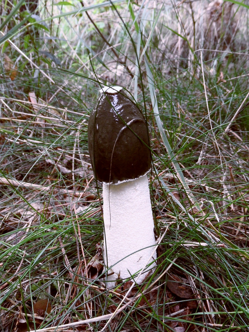 was für ein Pilz