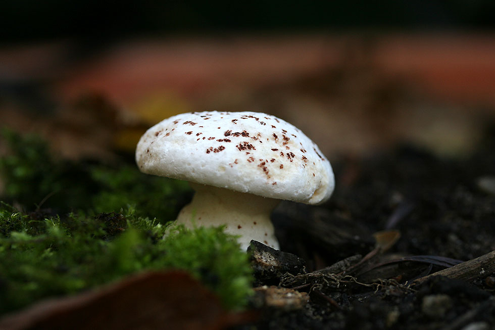 Was für ein Pilz ist das?