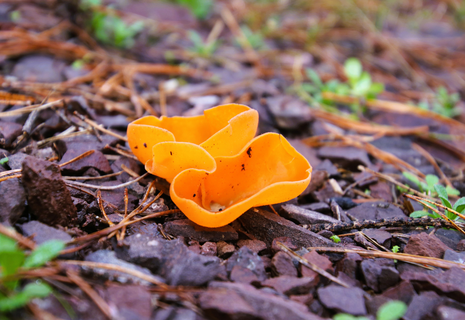 Was für ein Pilz ist das?