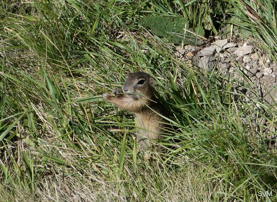 Was für ein possierliches Tierchen!