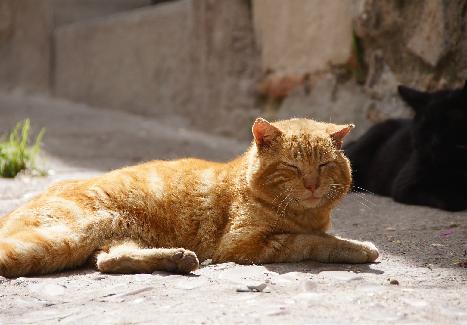 was für ein prachtbursche aus toledo ;-))) , spanien, ostern 2011