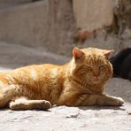 was für ein prachtbursche aus toledo ;-))) , spanien, ostern 2011