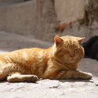 was für ein prachtbursche aus toledo ;-))) , spanien, ostern 2011