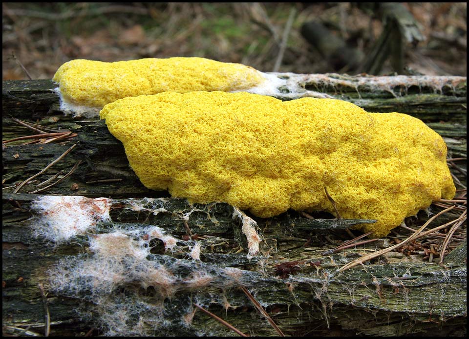 Was für ein Schleim....Pilz Foto & Bild pflanzen, pilze & flechten