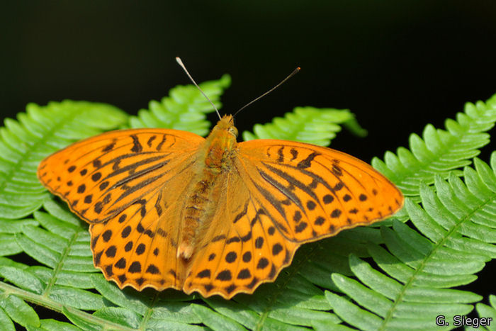 Was für ein Schmetterling...