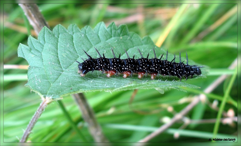 Was für ein Schmetterling ich wohl mal werde?