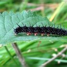 Was für ein Schmetterling ich wohl mal werde?