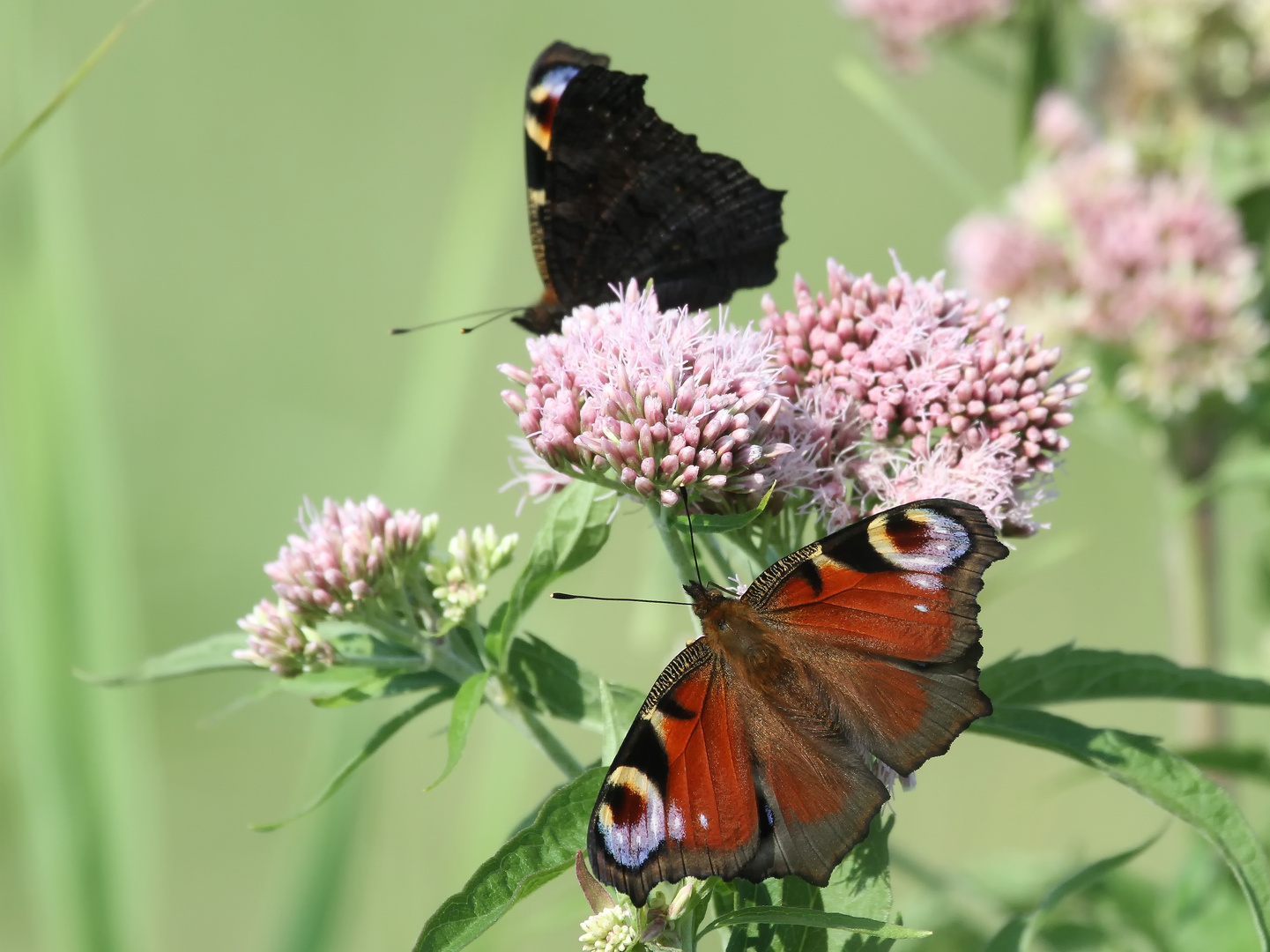 Was für ein Schmetterling ist das