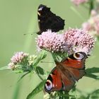 Was für ein Schmetterling ist das