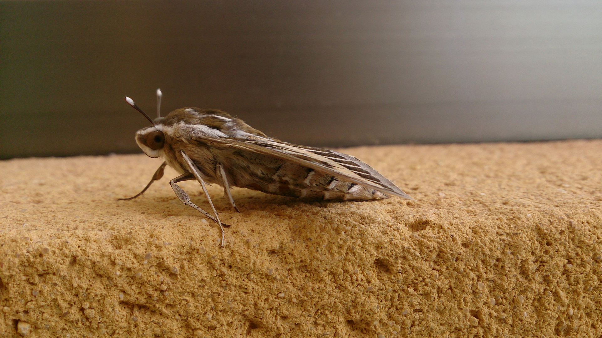 Was für ein Schmetterling ist das?