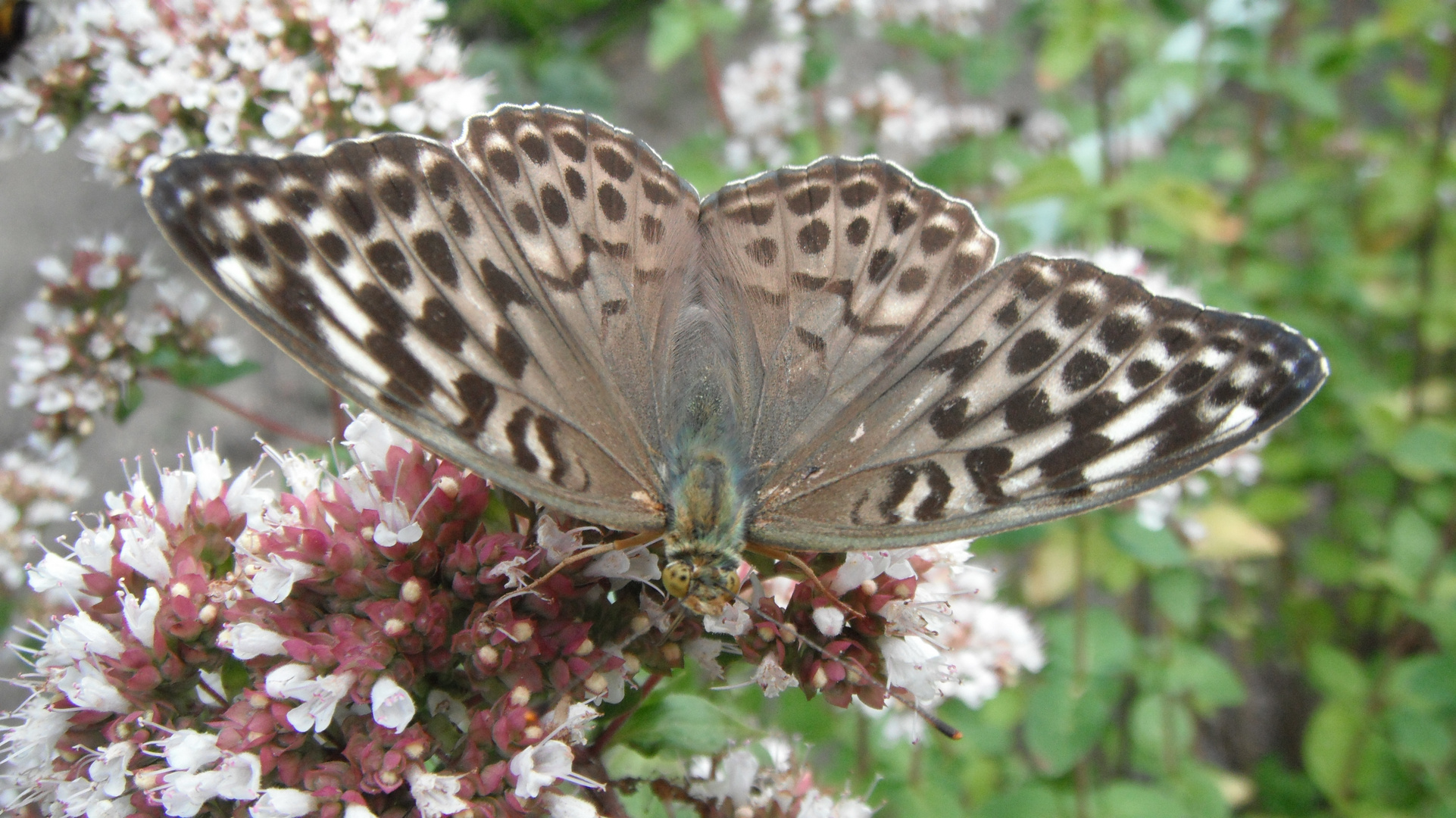 Was für ein Schmetterling ist das ?