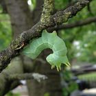 Was für ein schöner Schmetterling wohl mal aus dieser Raupe wird?