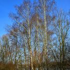 Was für ein schöner Sonnentag ist heute ! Spaziergang am Freizeitsee in Northeim.