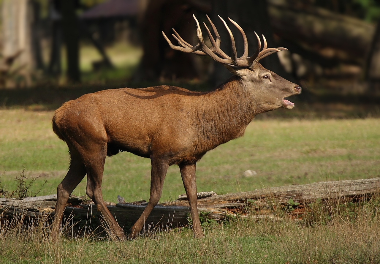 Was für ein stattlicher Hirsch