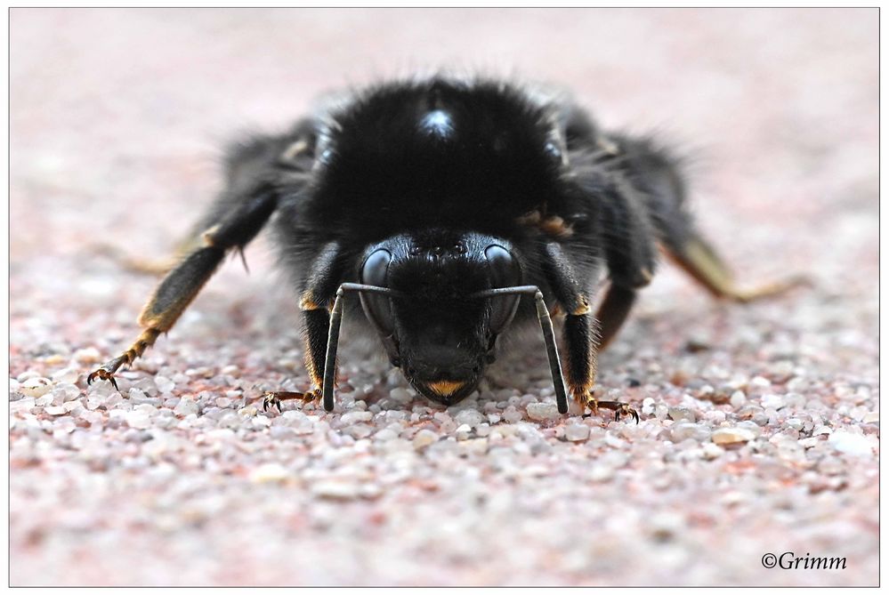 Was für ein Tier bin ich? Foto & Bild deutschland, europe, saarland Bilder auf