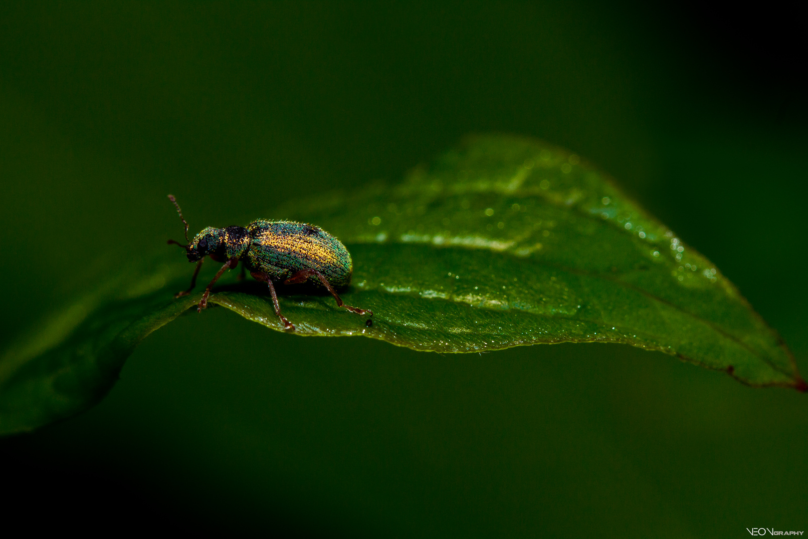Was für ein Tier ist das ?? Foto & Bild tiere, wildlife, insekten Bilder auf