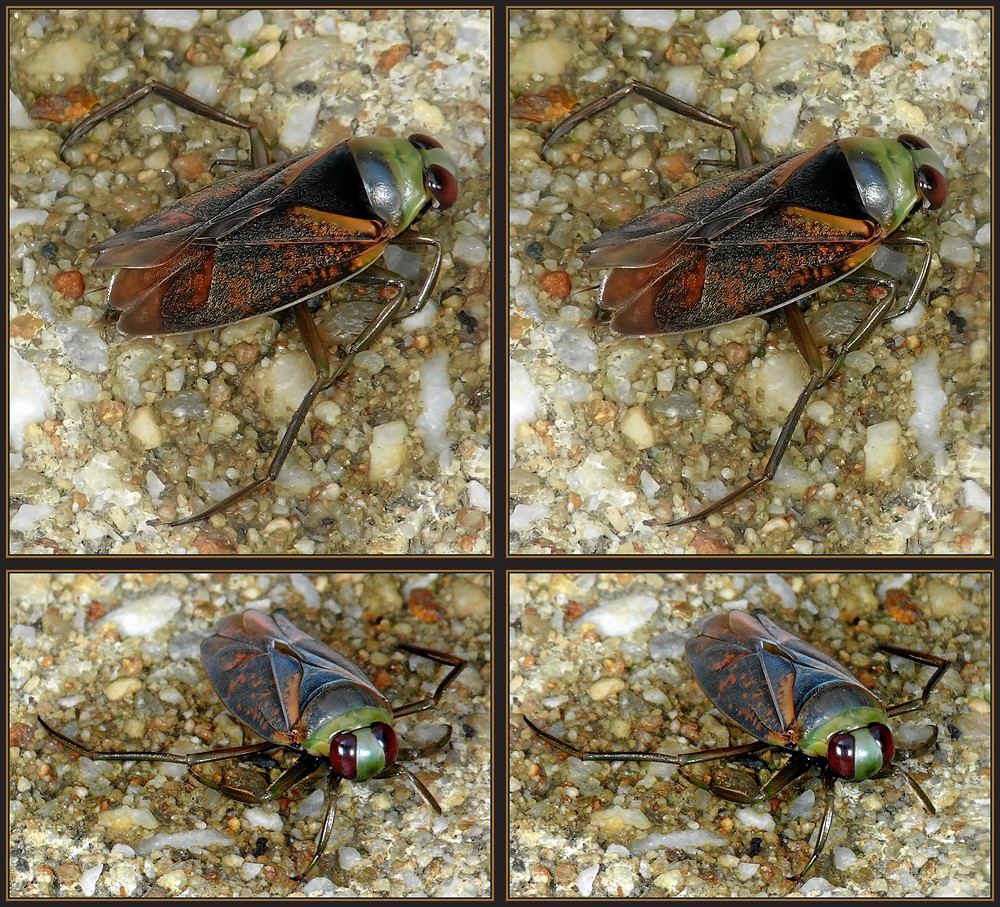 Was für ein Tier ist das ? Foto & Bild stereoskopische raumbilder, kreuzblickstereos, spezial