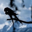 Was für ein traumhaftes Grünflügelarapaar im Romantik Trip mit Alpen im Hintergrund