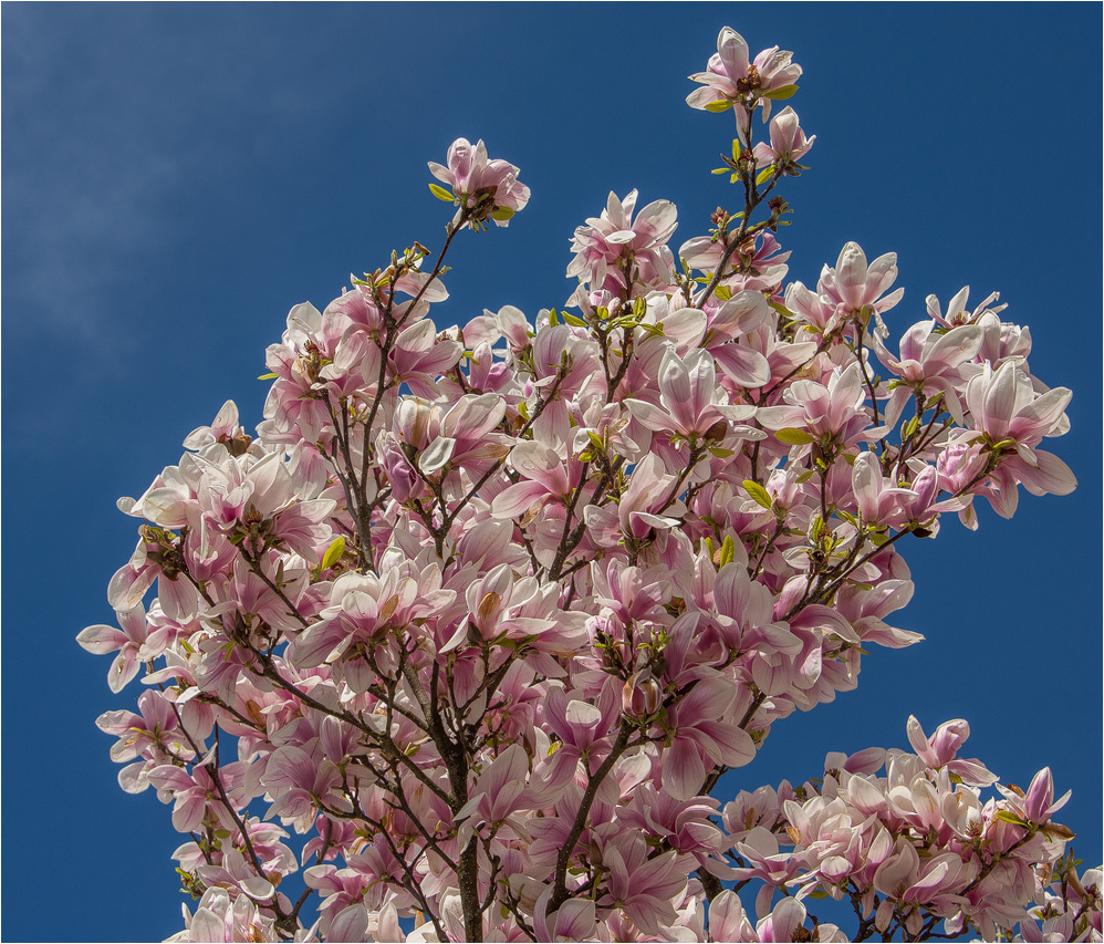 Was für ein Tulpenstrauss