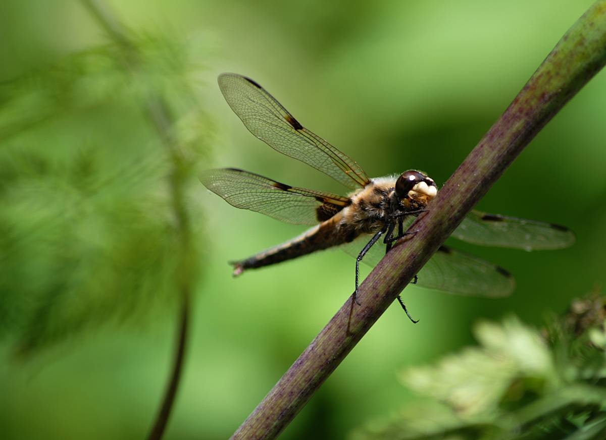 Was für ein Viech, diese Libelle.....