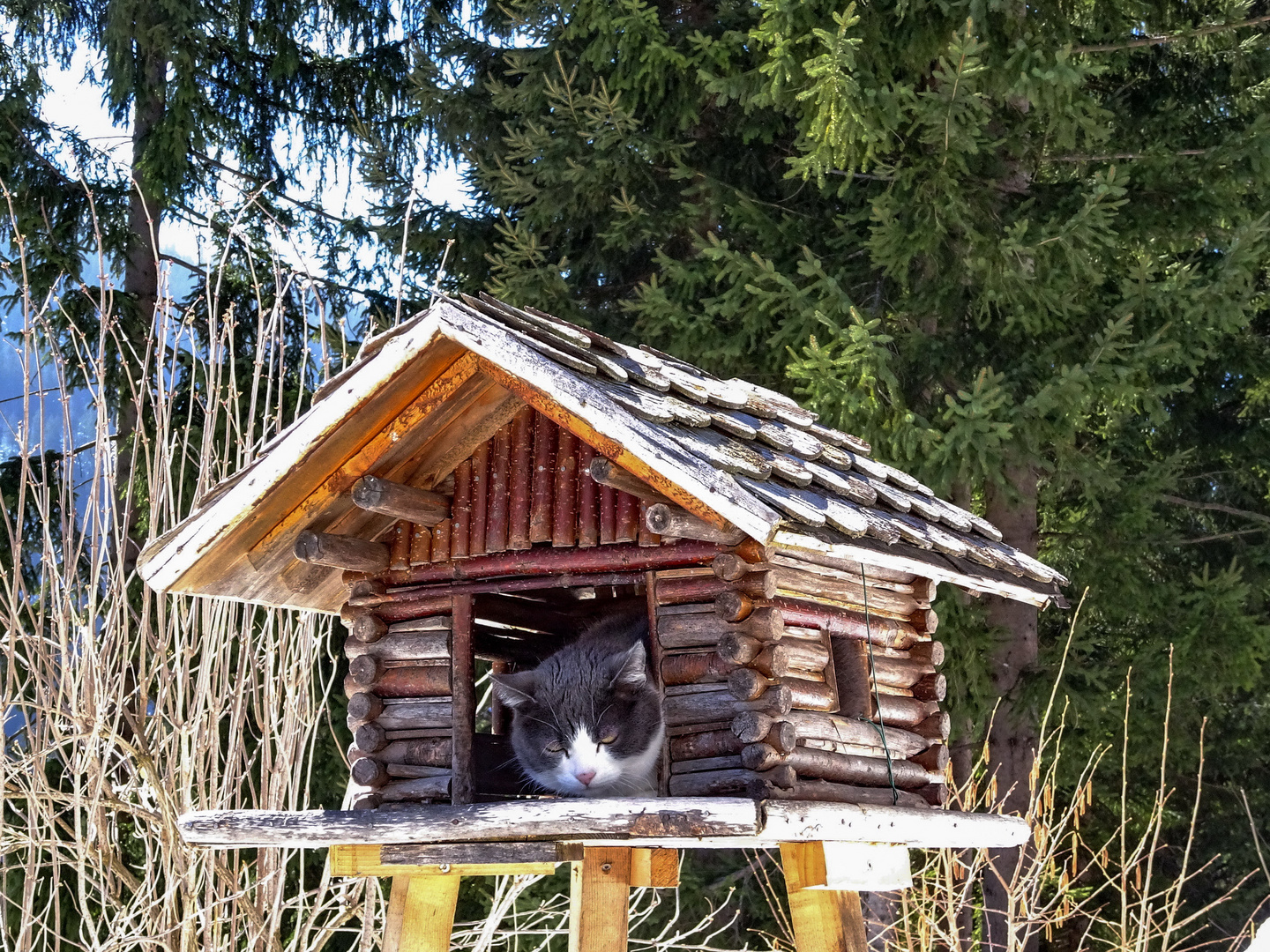 Was für ein Vogel ?