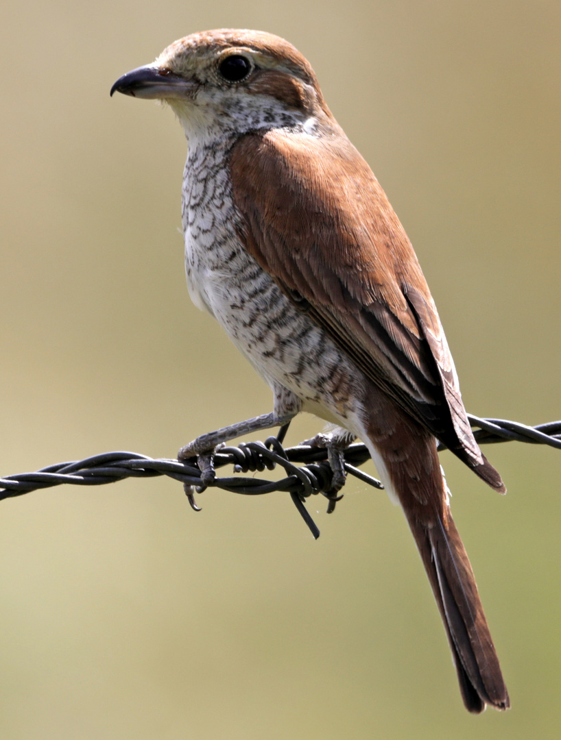 Was für ein Vogel?