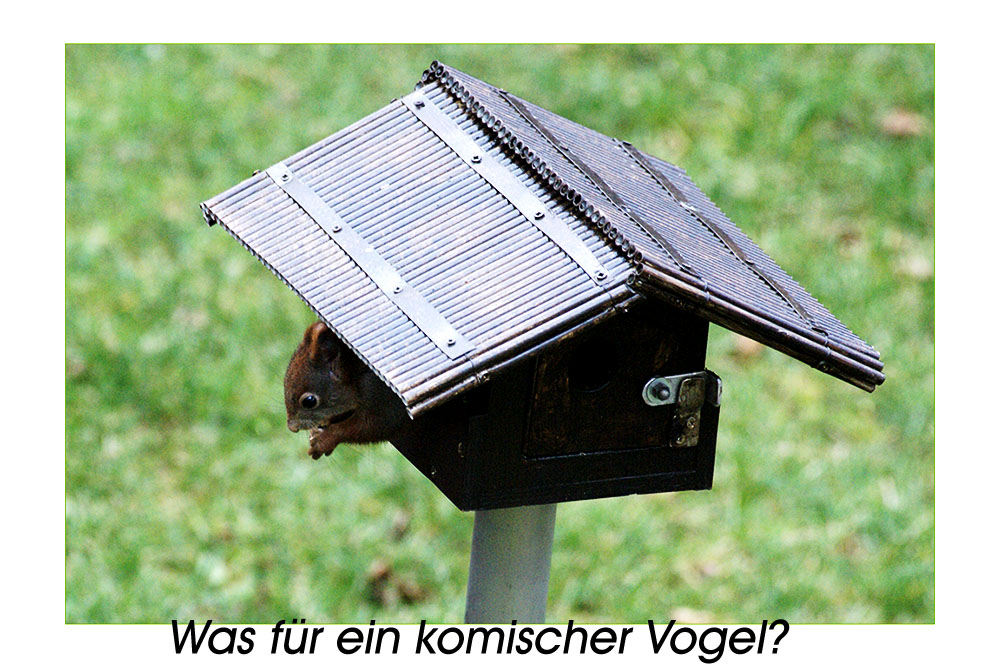 Was für ein Vogel?