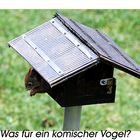 Was für ein Vogel?