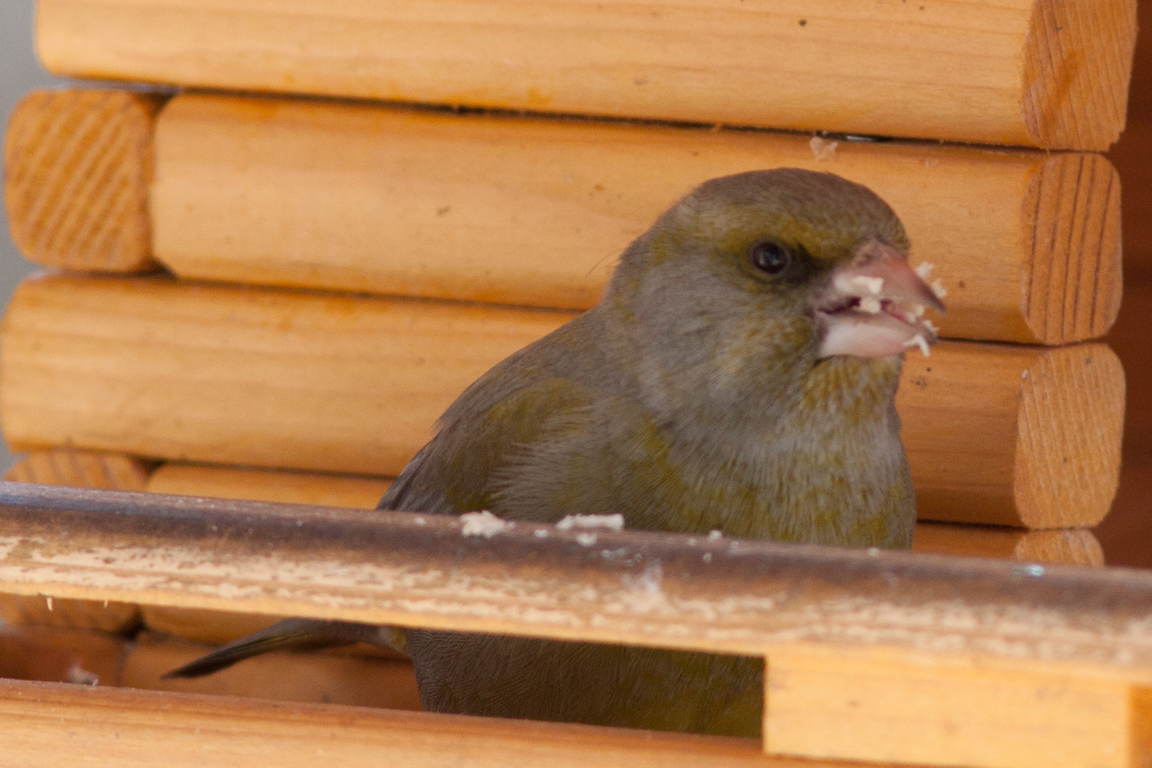 was für ein Vogel?