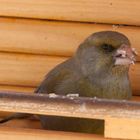 was für ein Vogel?